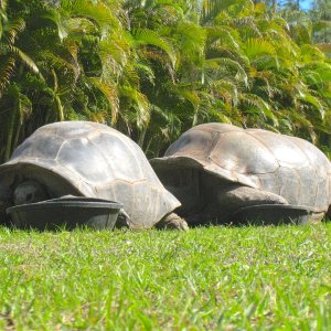 ALDABRA BREEDER