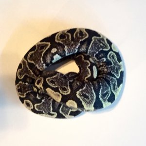 Yellowbelly turned ????? After shedding a couple times?!?!!!