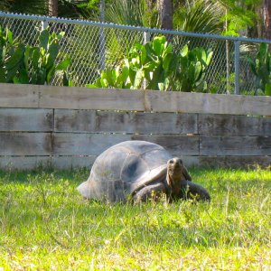ALDABRA BREEDER