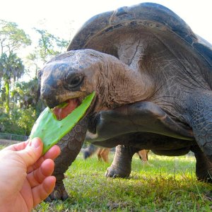 ALDABRA BREEDER