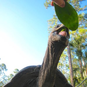 ALDABRA BREEDER