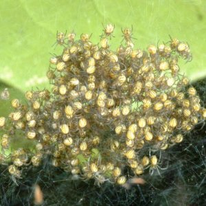 Newly hatched spiderlings.