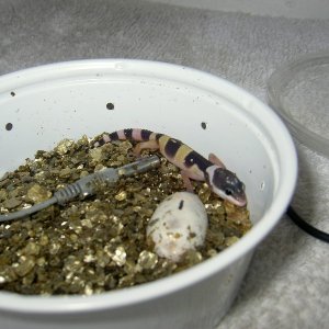 Hatchling #1