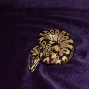 wierd color pattern ball