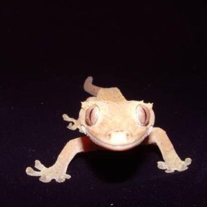 Crested gecko close up