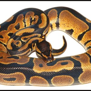 Ball Python # 7 - F/S