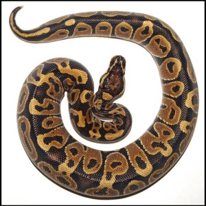 Ball Python # 6 - F/S