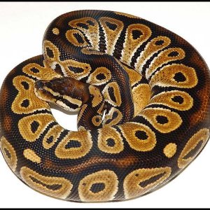 Ball Python # 3 F/S