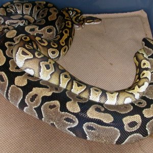 Ball Pythons