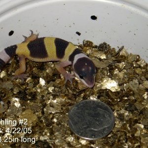 Hatchling #2