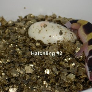 Hatchling #2 (hatching)