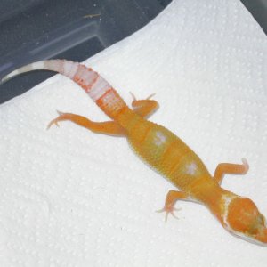 Tremper Giant Hybino