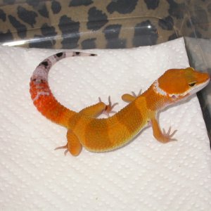 5 weeks old