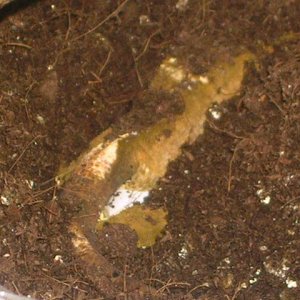 Female laying1