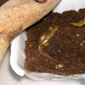 Female laying2