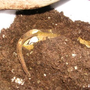 Female laying3