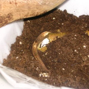 Female laying4