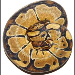 Ball Python # 8 Sold to TSE