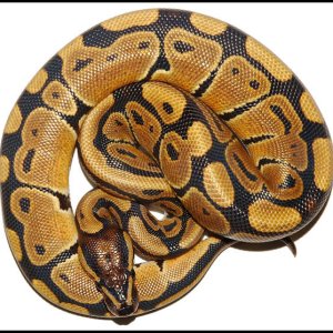 Ball Python # 10 F/S