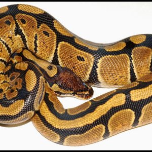 Ball Python # 15 F/S