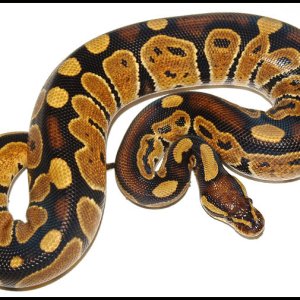 Ball Python # 14 F/S