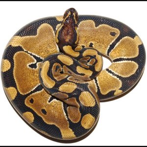 Ball Python # 12 F/S
