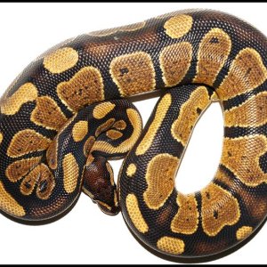 Ball Python # 20 F/S