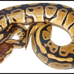 Ball Python # 19 F/S