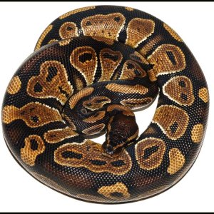 Ball Python # 21 F/S