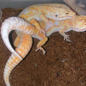Breeding shot