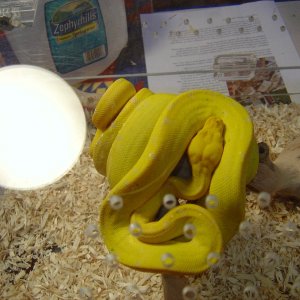 Tom Crutchfield's Yellow Chondropython