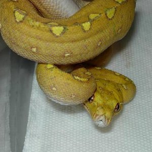 russell's biak loverboy
