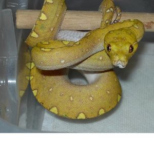 russell's biak loverboy1