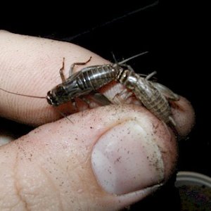 Melanistic Cricket