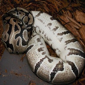 Gravid Female Ball Python