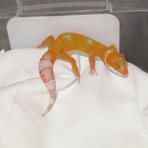 Tremper Giant