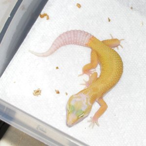Intense Patternless Albino