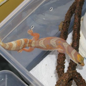 Female Velvet Gecko
