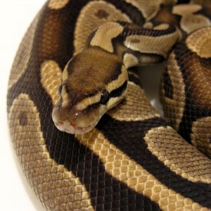 Female nice color.