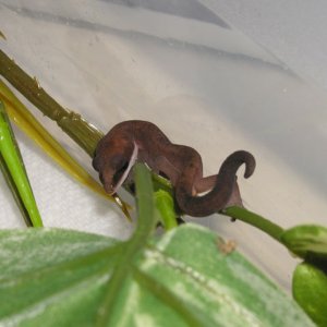 Hatchling Cat Gecko
