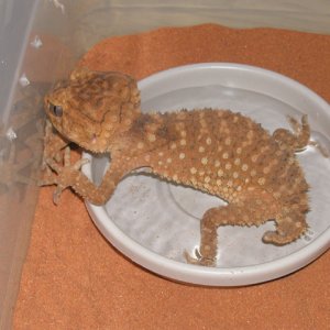 Female Amyae