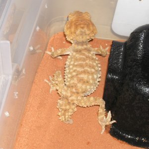 Male Amyae