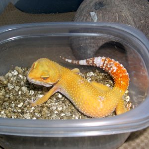 Kalypso working on 4th clutch