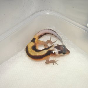 Red Stripe - Just Hatched