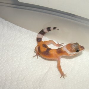 Hypo Tangerine - Just Hatched