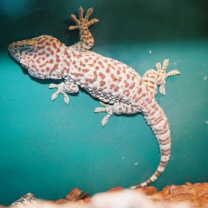 Tokay