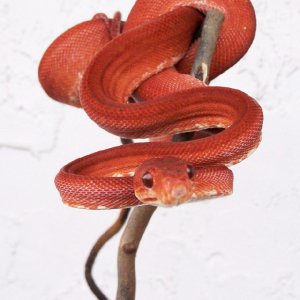 Red ATB