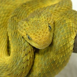 Yellow Squamiger