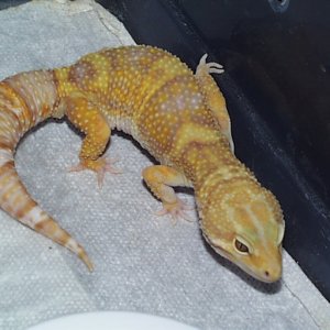 Pic00006