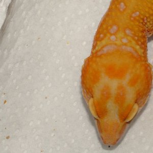 head
